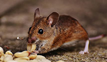 24 Hour & Emergency Exterminators in Cliff Island, ME